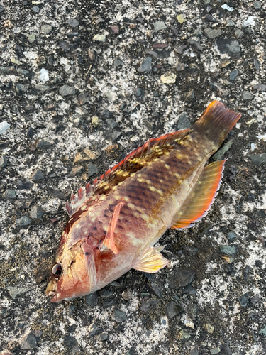 アカササノハベラの釣果