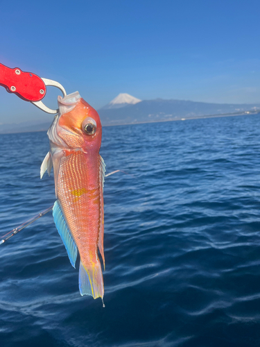 アマダイの釣果