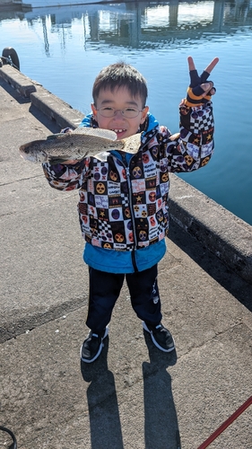 シログチの釣果