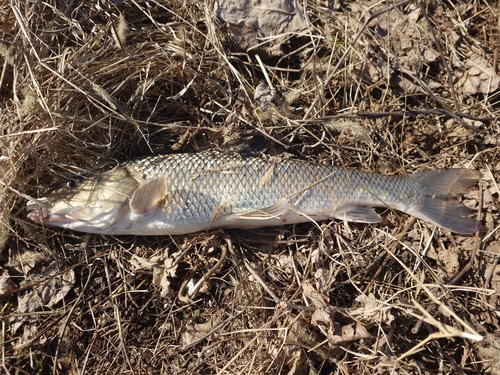 ニゴイの釣果