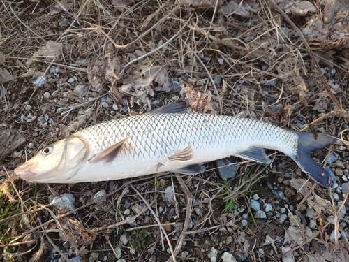 ニゴイの釣果