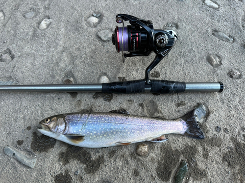 トラウトの釣果