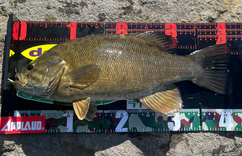 スモールマウスバスの釣果