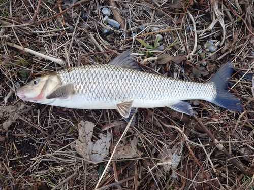 ニゴイの釣果