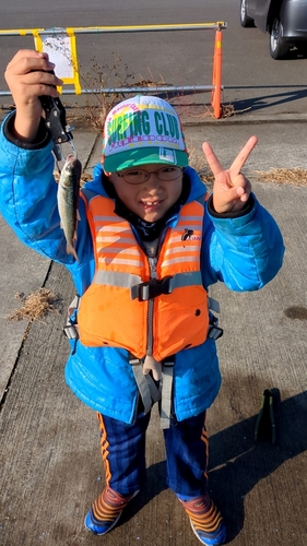 イワシの釣果