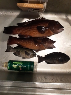 クチブトグレの釣果