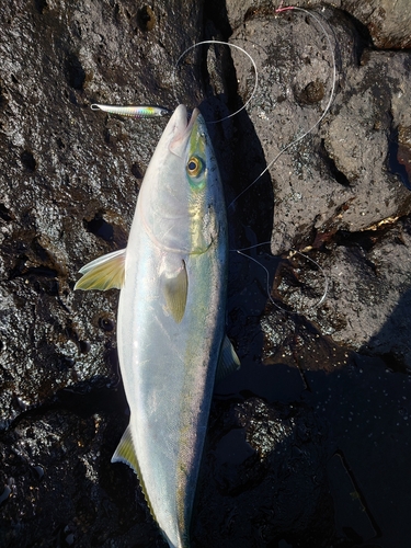 メジロの釣果