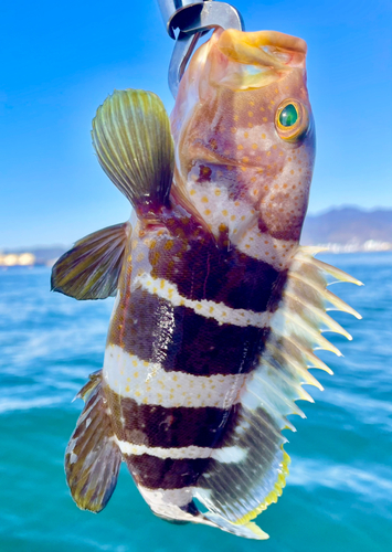 アオハタの釣果