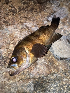 アカメバルの釣果