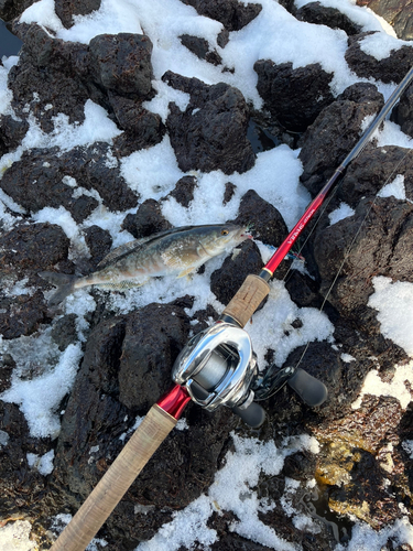 ホッケの釣果