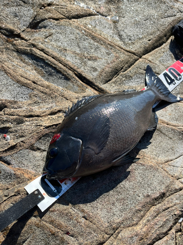 クチブトグレの釣果