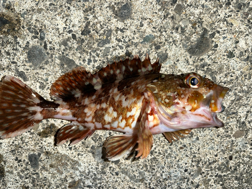 カサゴの釣果