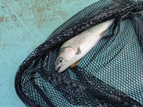 ニジマスの釣果