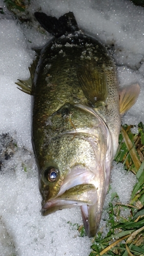 ラージマウスバスの釣果