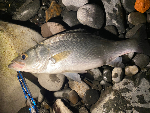 ヒラスズキの釣果