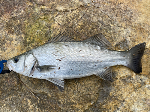 ヒラスズキの釣果