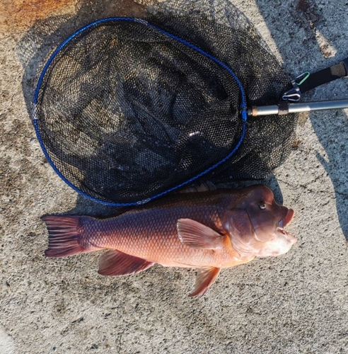 コブダイの釣果