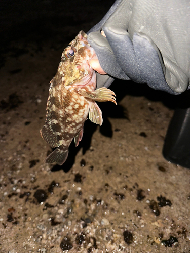 カサゴの釣果