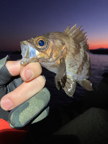 メバルの釣果