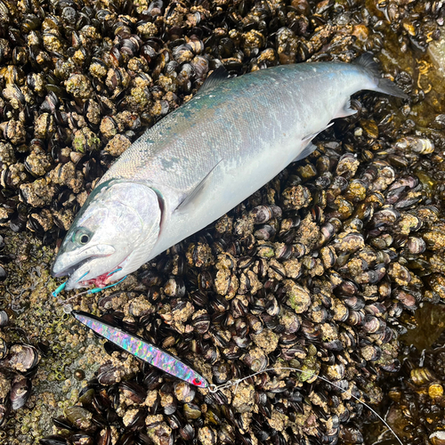 サクラマスの釣果