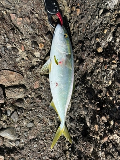 ハマチの釣果