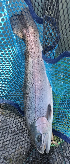 ニジマスの釣果