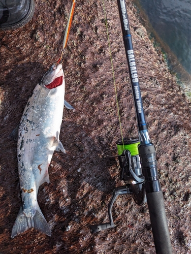 サクラマスの釣果