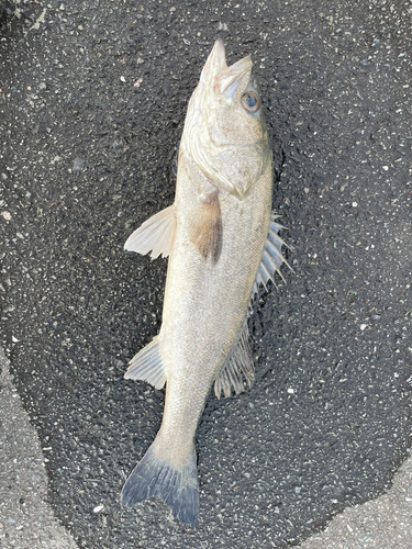 フッコ（マルスズキ）の釣果