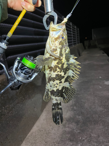 タケノコメバルの釣果