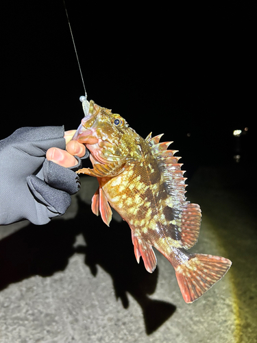 カサゴの釣果