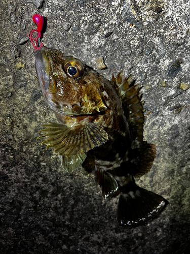 カサゴの釣果