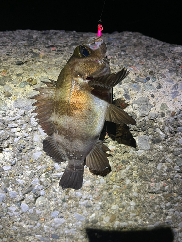 メバルの釣果