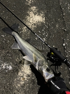 フッコ（マルスズキ）の釣果