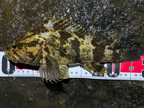 タケノコメバルの釣果