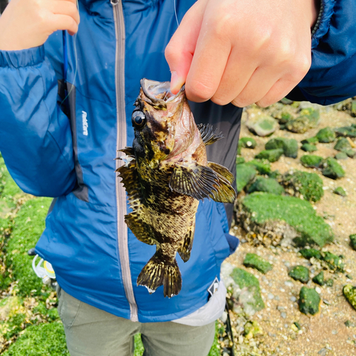 ムラソイの釣果