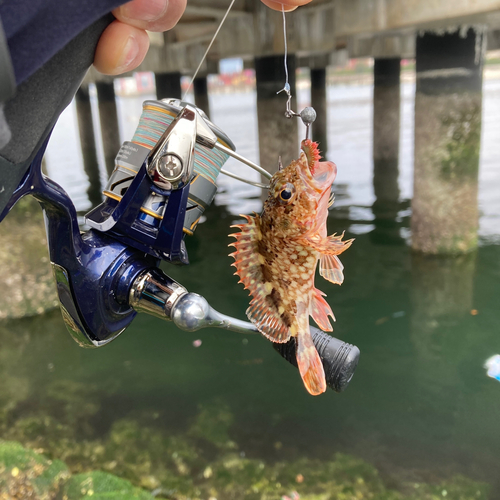 カサゴの釣果