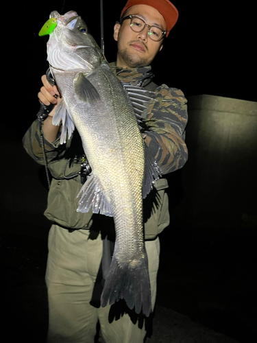 マルスズキの釣果