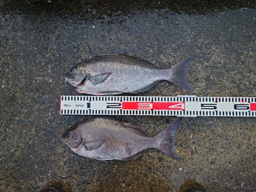 オナガグレの釣果