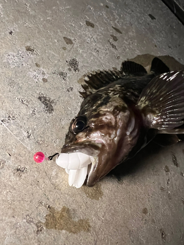 ムラソイの釣果