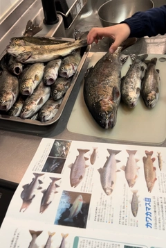 ニジマスの釣果