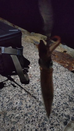 ヤリイカの釣果