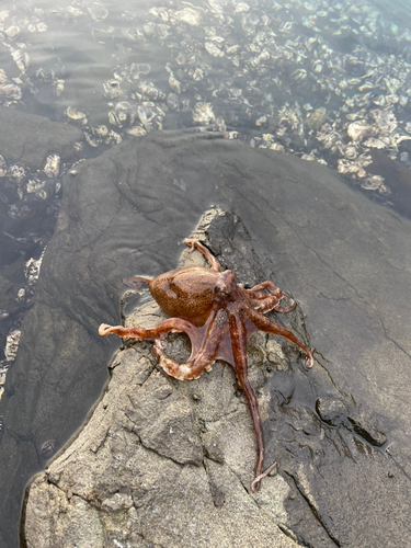 タコの釣果