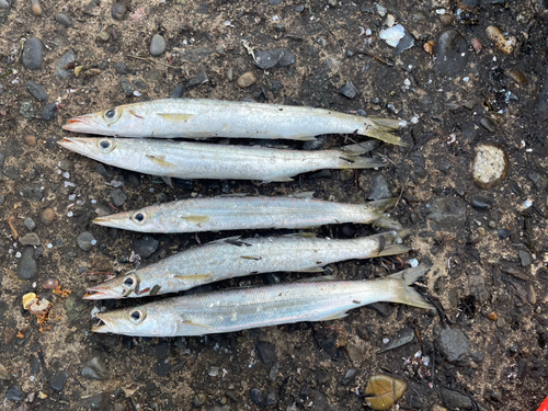 カマスの釣果