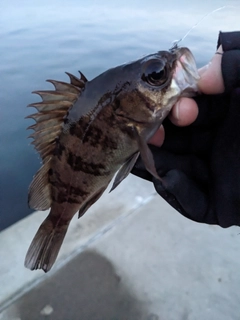 シロメバルの釣果