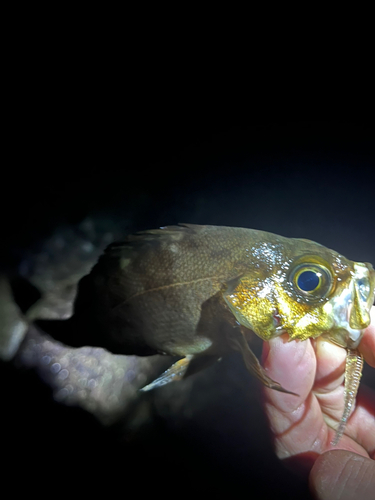 アカメバルの釣果