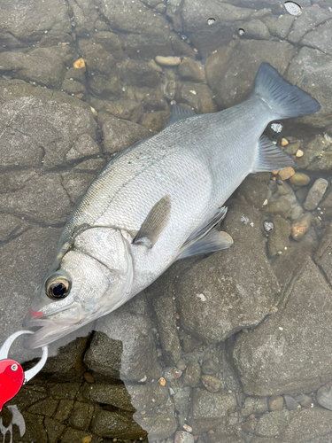 ヒラスズキの釣果