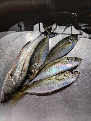 アジの釣果