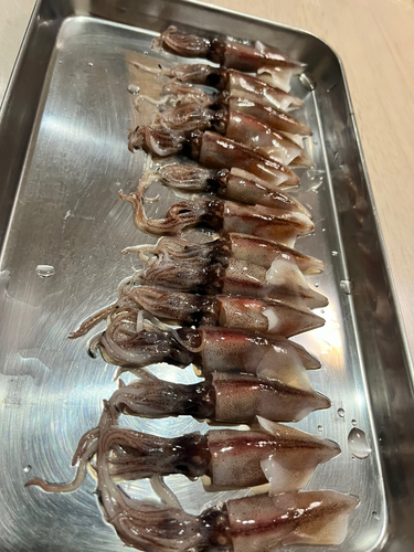 ホタルイカの釣果