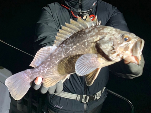 クロソイの釣果