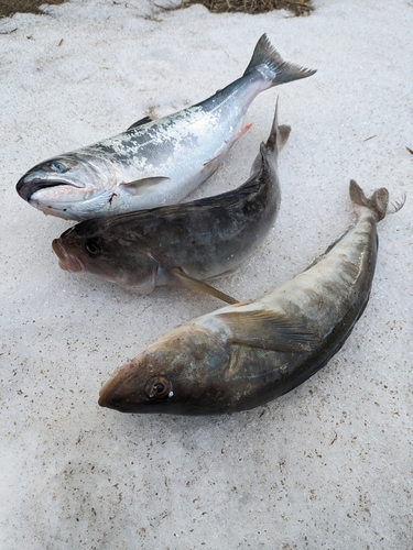 サクラマスの釣果